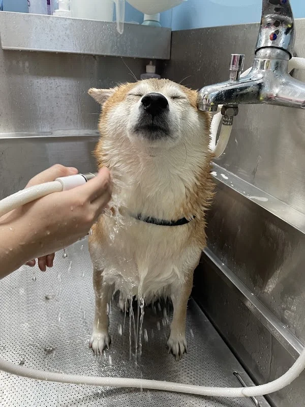 愛麗絲寵物生活館