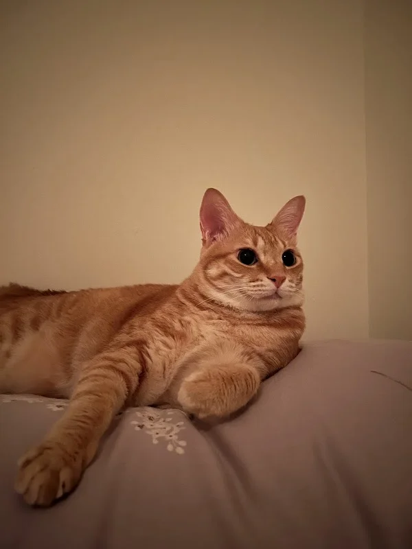 愛麗絲寵物生活館