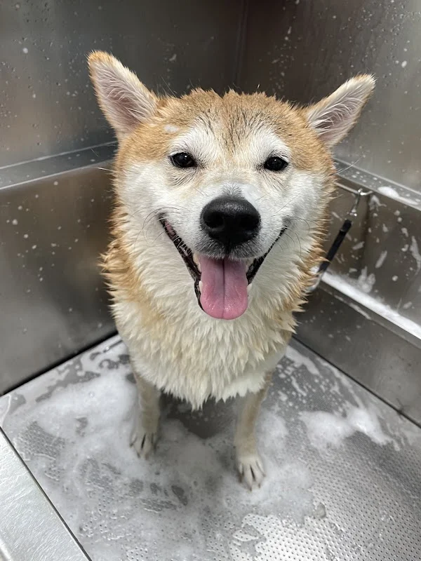 愛麗絲寵物生活館