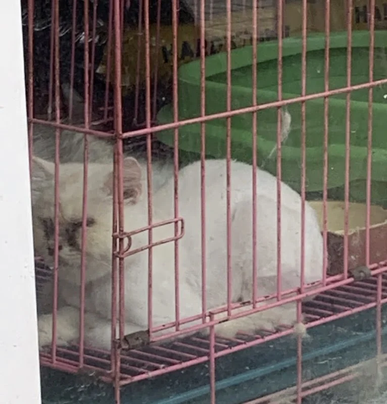 寶羅寵物精品店