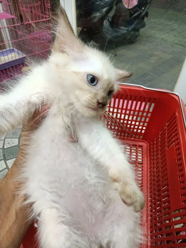 寶羅寵物精品店