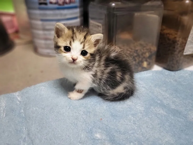 巴拉巴巴巴犬貓舍