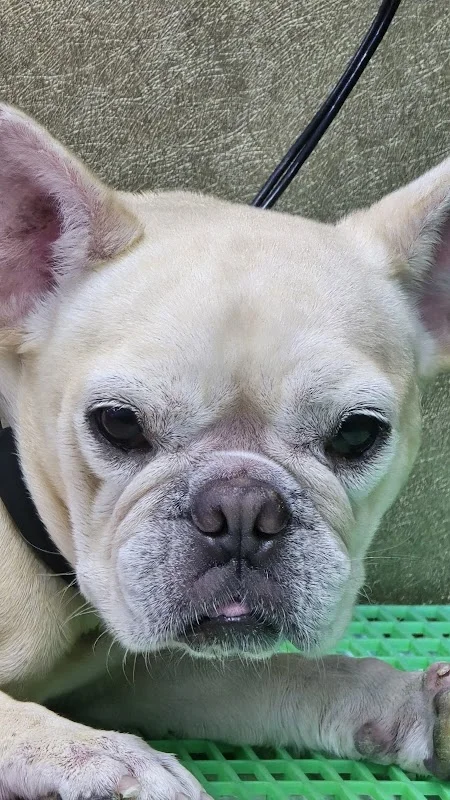 優朵寵物精緻館