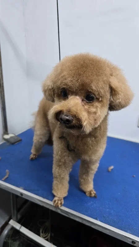 優朵寵物精緻館