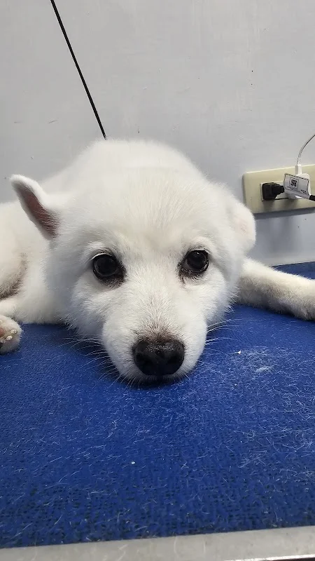 優朵寵物精緻館