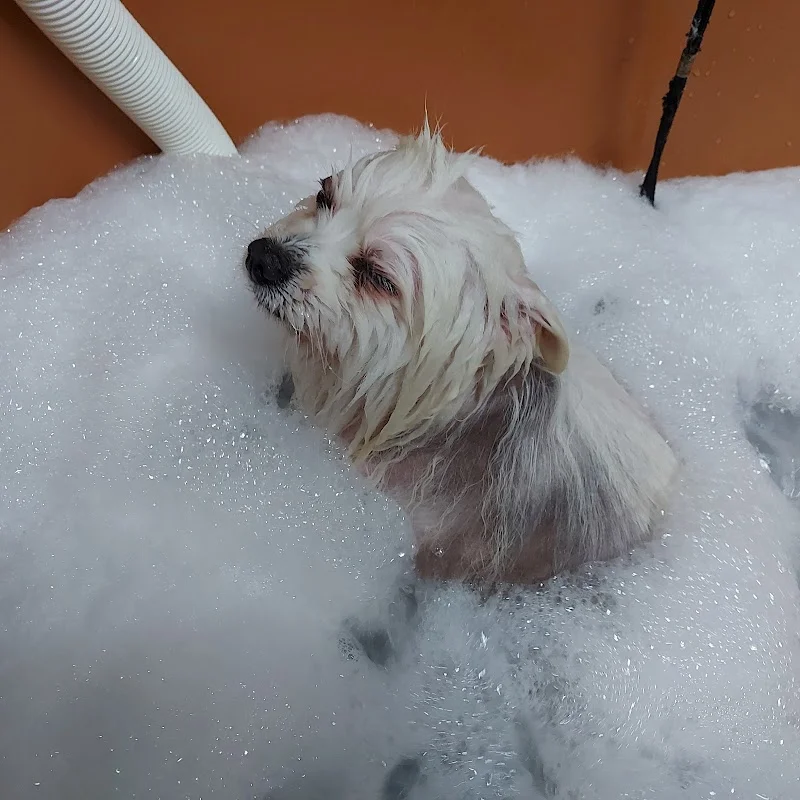 優朵寵物精緻館