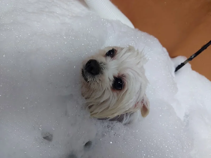 優朵寵物精緻館