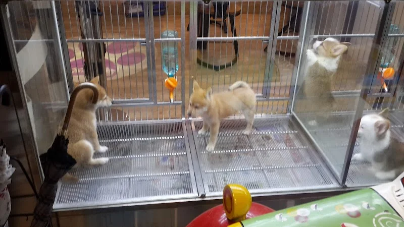 狗爸的狗窩寵物會館