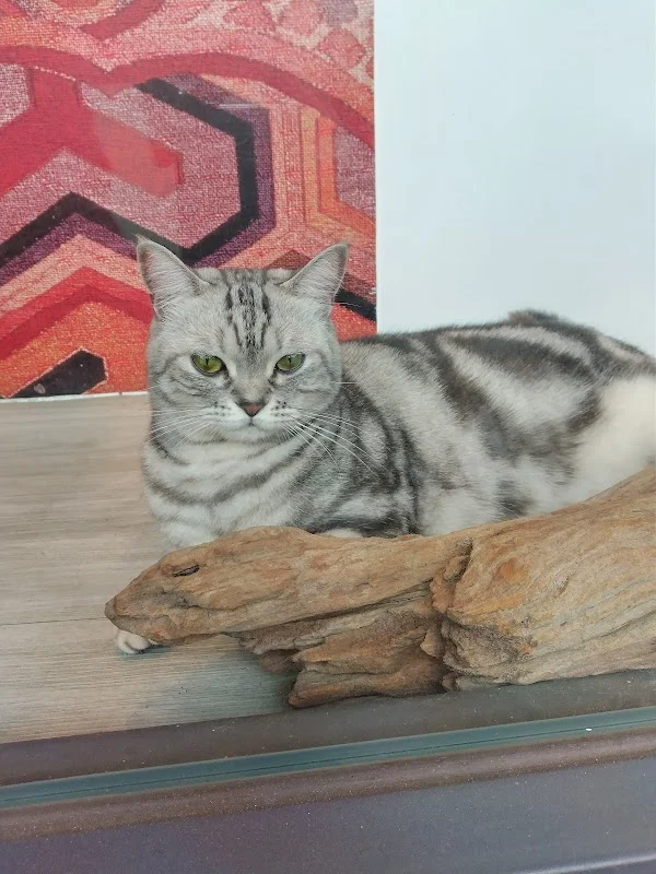 華馨寵物美學館(貓)