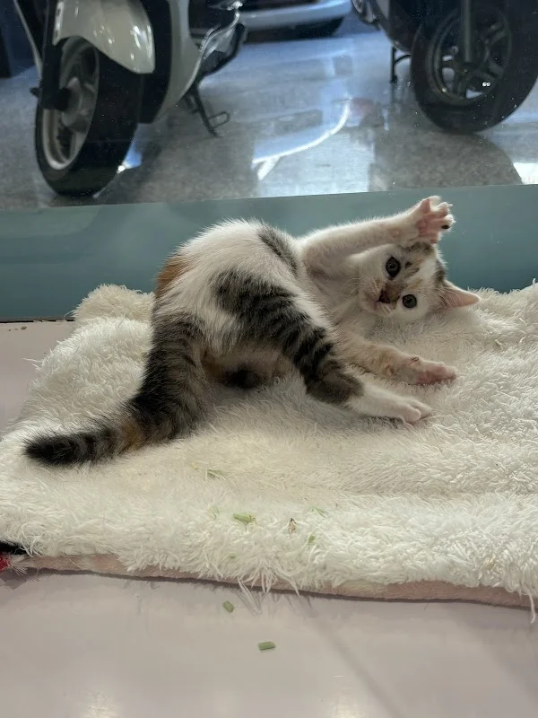 新竹小郭寵物店