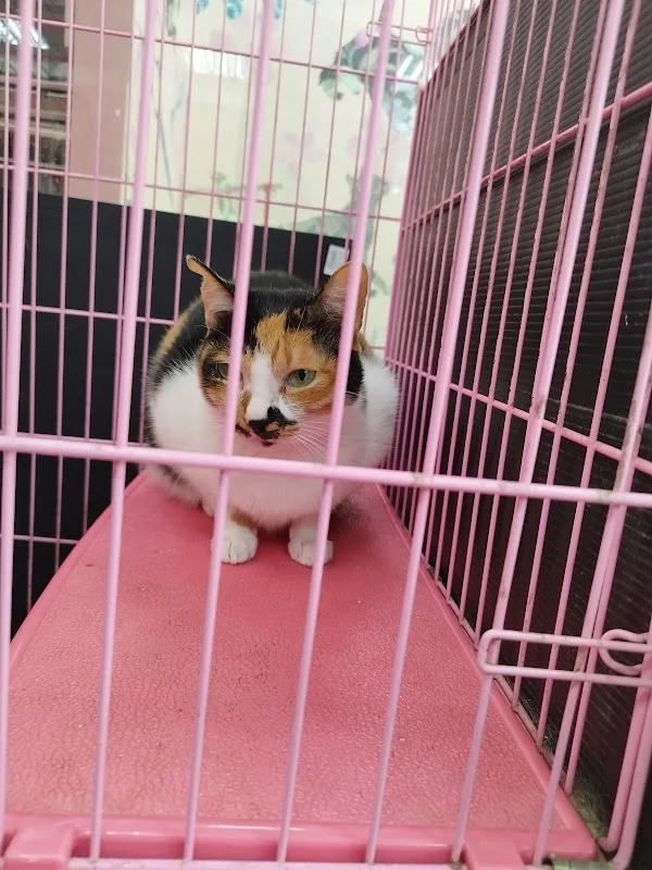 新竹小郭寵物店