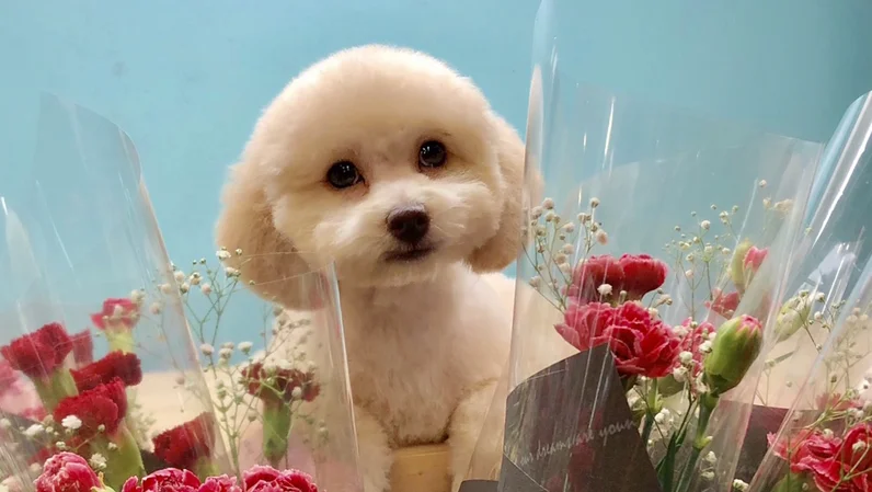 聚寀寵物用品行