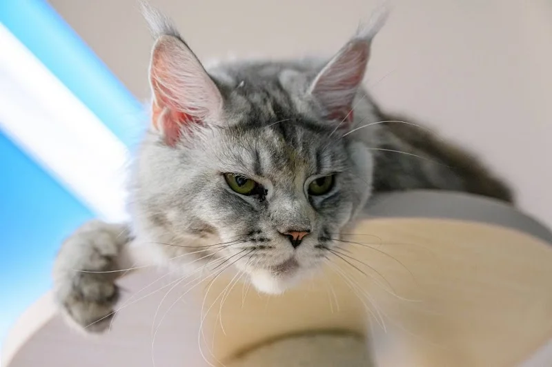 周萌萌的窩保證陪睡貓舍