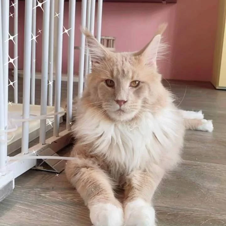 周萌萌的窩保證陪睡貓舍