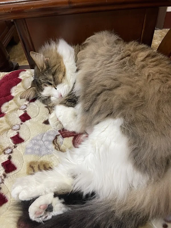 周萌萌的窩保證陪睡貓舍