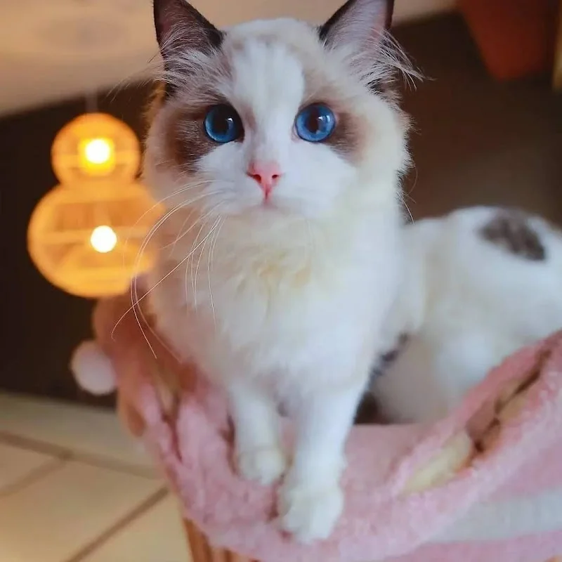 周萌萌的窩保證陪睡貓舍