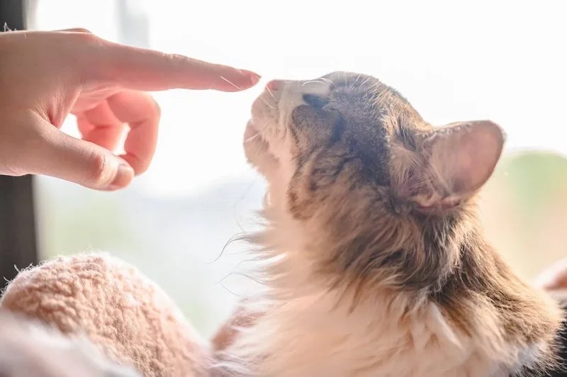 周萌萌的窩保證陪睡貓舍