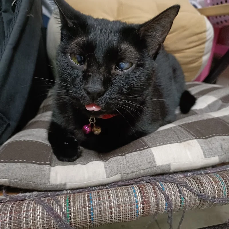 什嘴狗貓寵物店