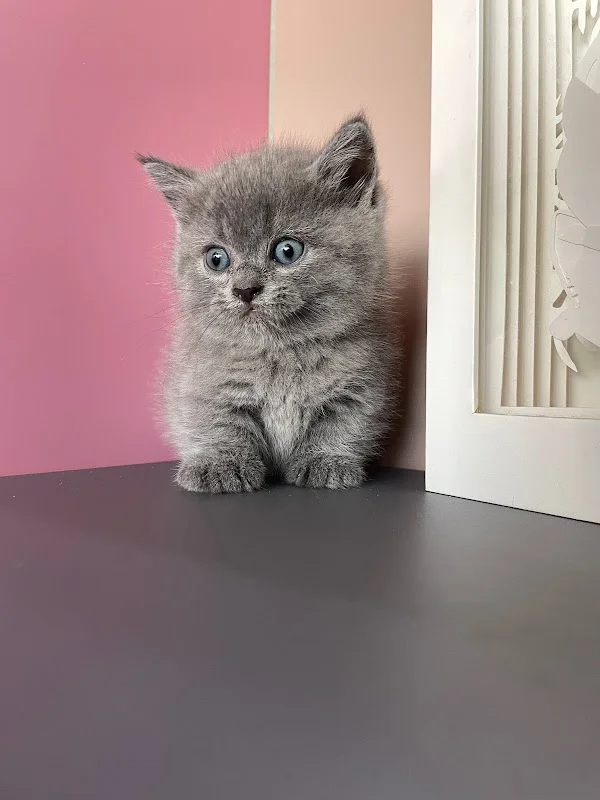 貓妮一犬寵物會館