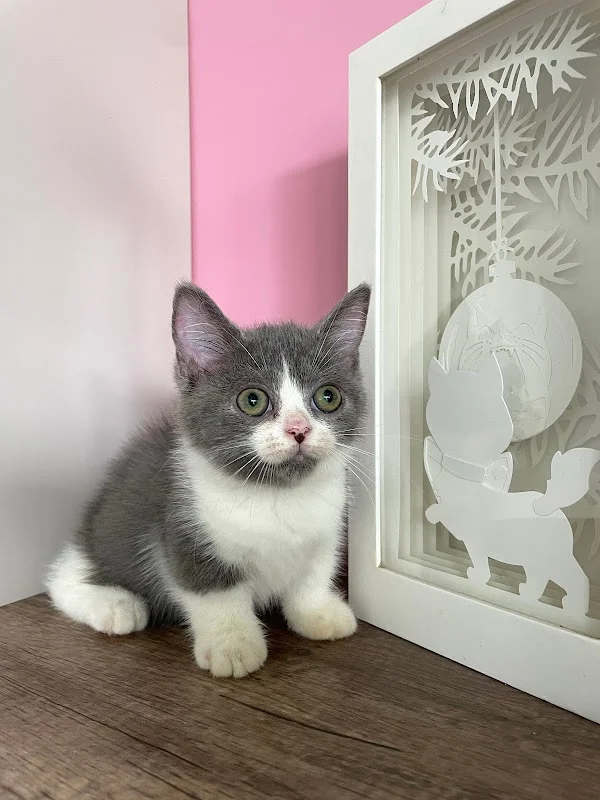 貓妮一犬寵物會館