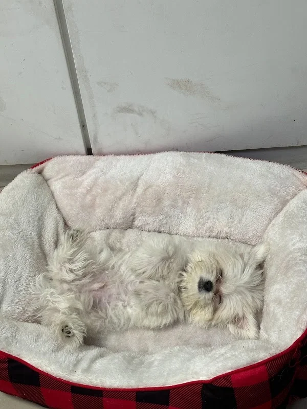 咘咘犬貓旗艦店