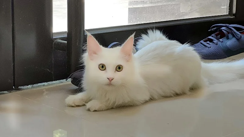 皇冠園寵物生活館