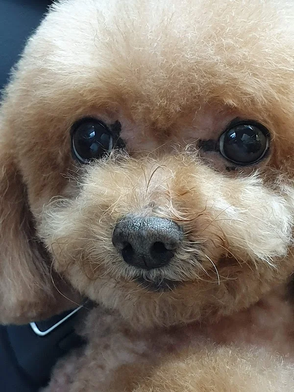 九號行星寵物系生活館