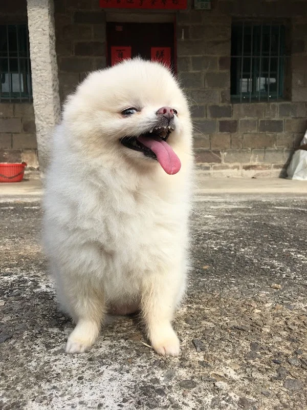 九號行星寵物系生活館