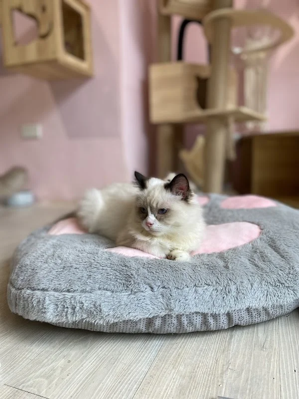 月亮糖糖喵樂園