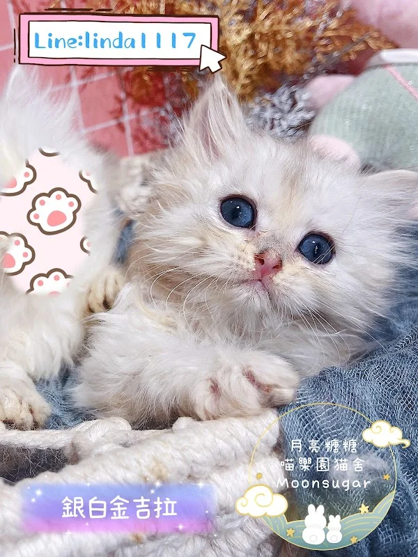 月亮糖糖喵樂園