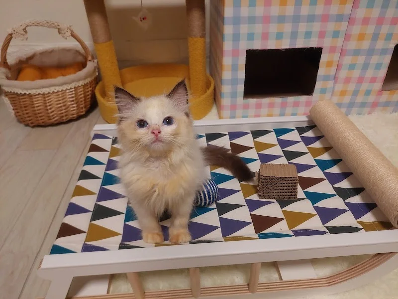 月亮糖糖喵樂園