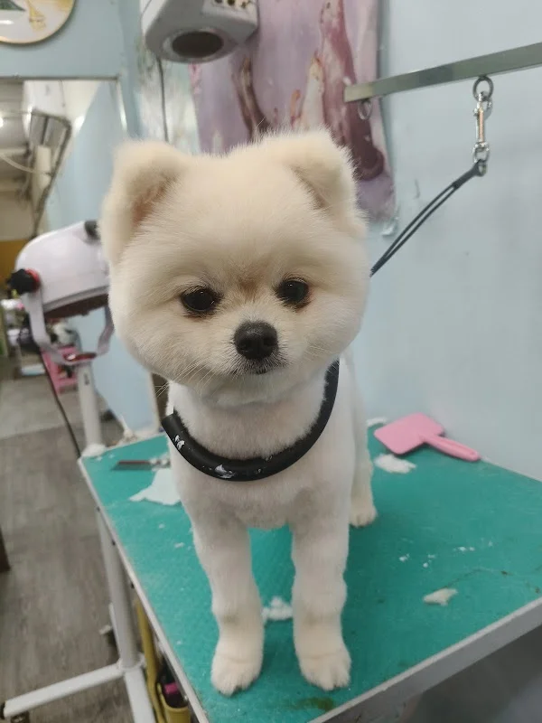 小妹寵物企業社