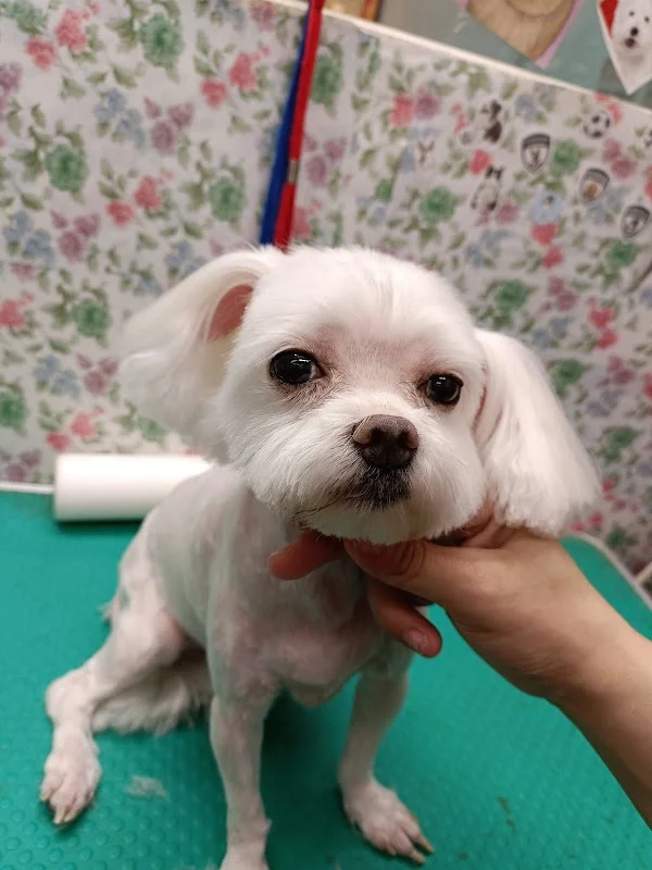 小妹寵物企業社