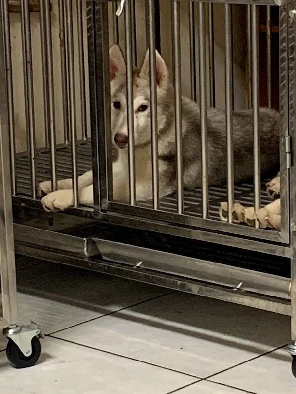 頂尖寵物生活館