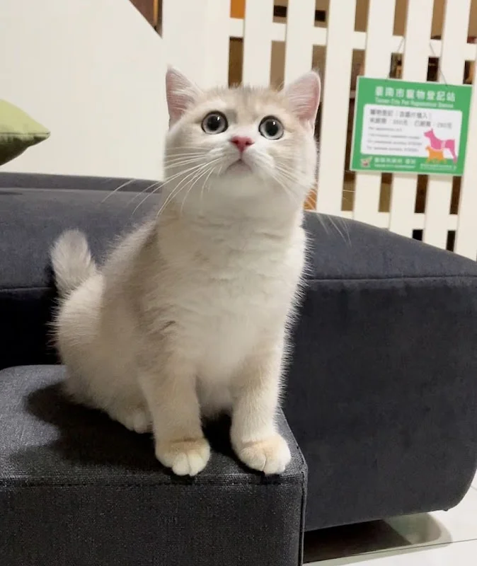 嘿啤喵寵物貓舍