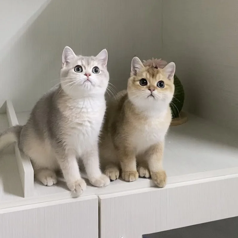 嘿啤喵寵物貓舍