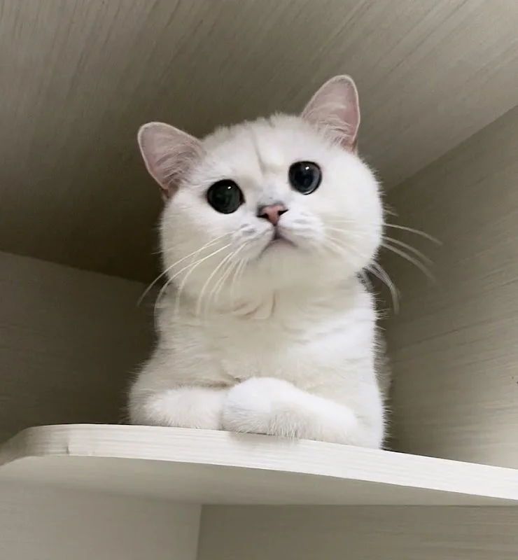 嘿啤喵寵物貓舍