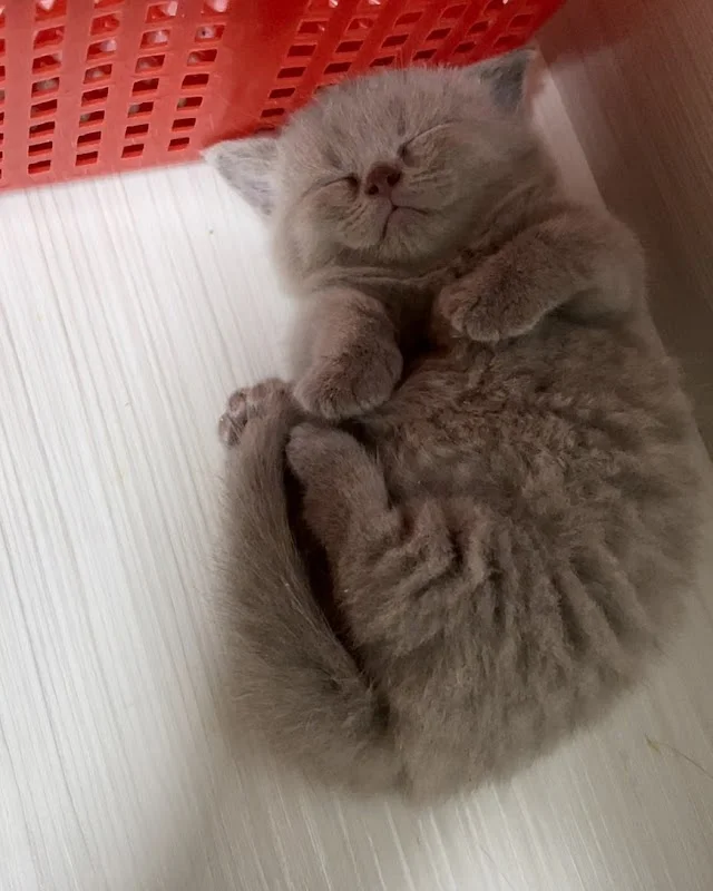 嘿啤喵寵物貓舍