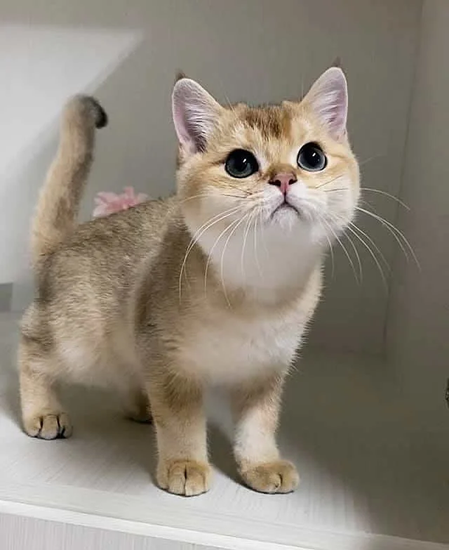 嘿啤喵寵物貓舍