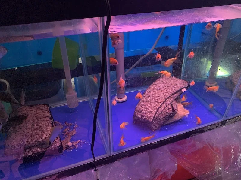 新魚水族寵物有限公司