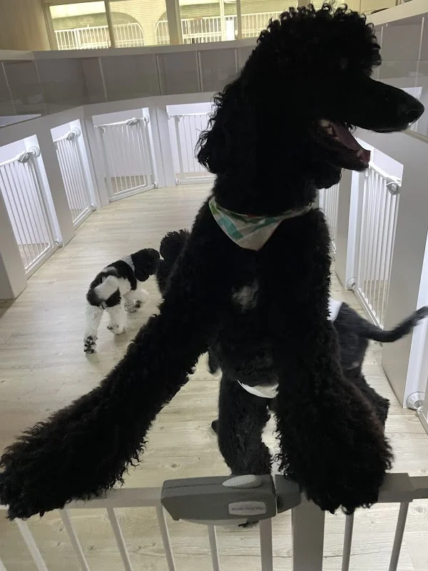 小四寵物有限公司