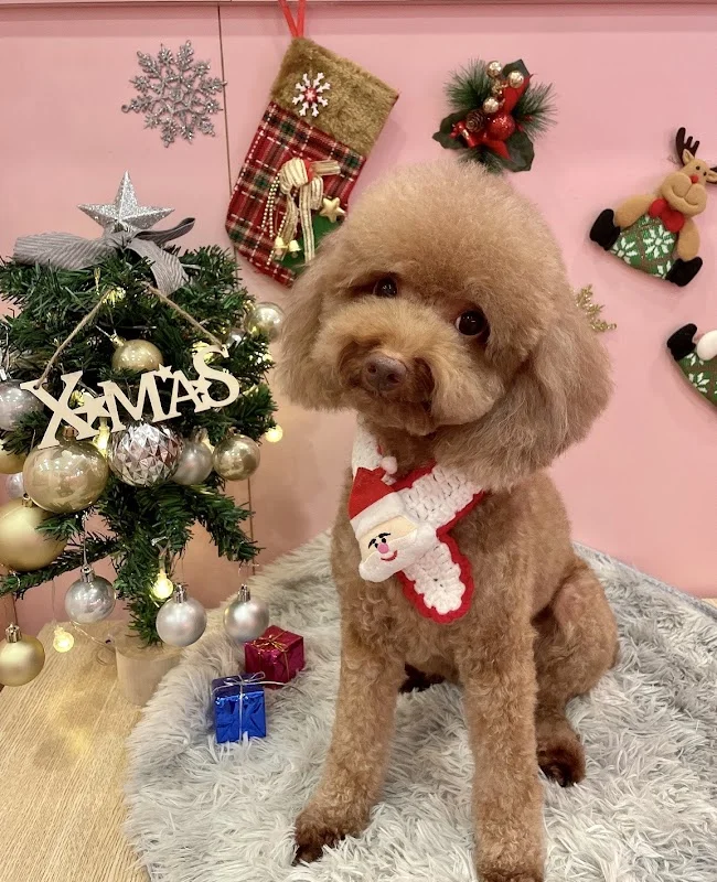 囍寵專業寵物生活館