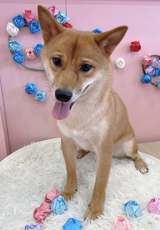 囍寵專業寵物生活館