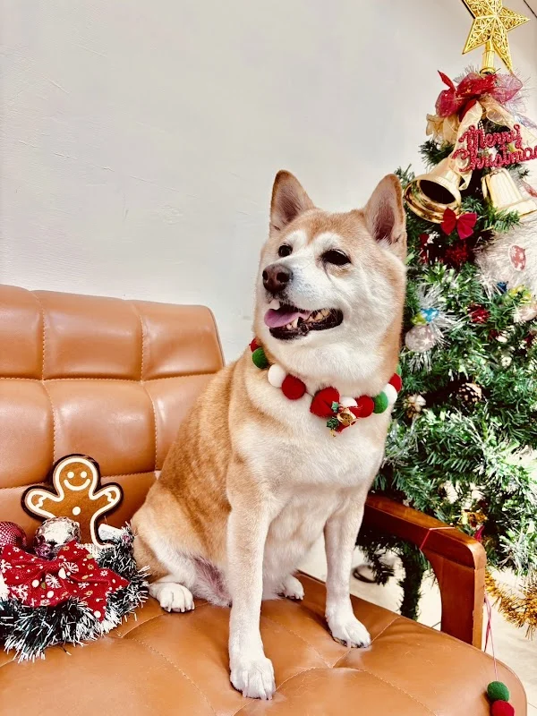 狗仔隊寵物用品有限公司