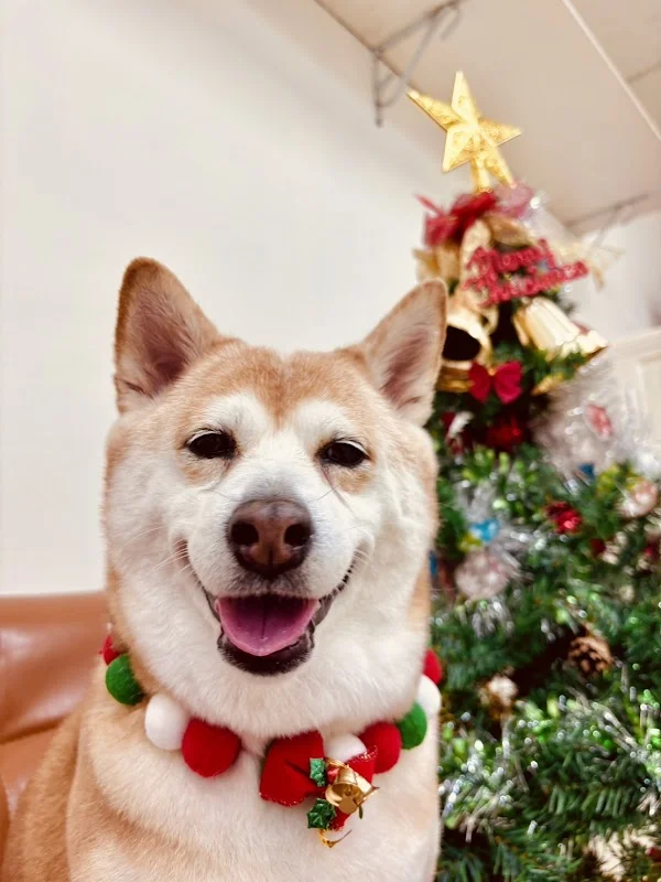 狗仔隊寵物用品有限公司