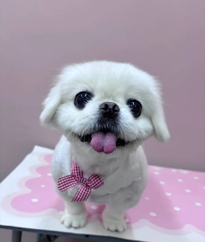 狗仔隊寵物用品有限公司