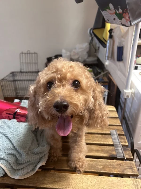 毛小窩寵物生活館