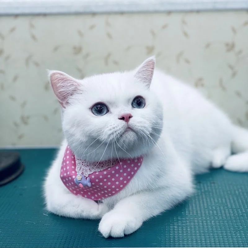 幸福美滿寵物坊