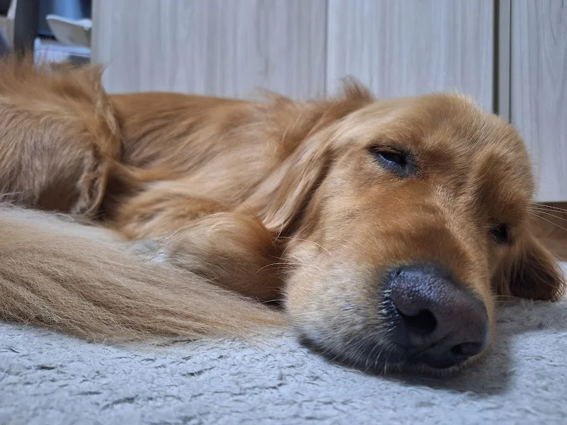 幸福腳印寵物坊