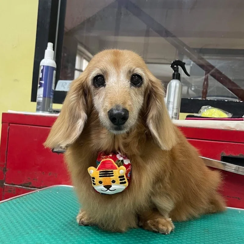 漂亮寶貝寵物坊